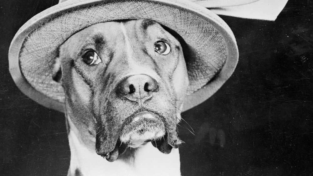 dog unhappy about current fashion trends