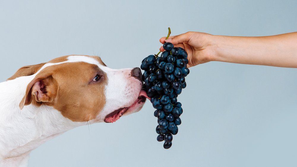 Chiot avec des raisins