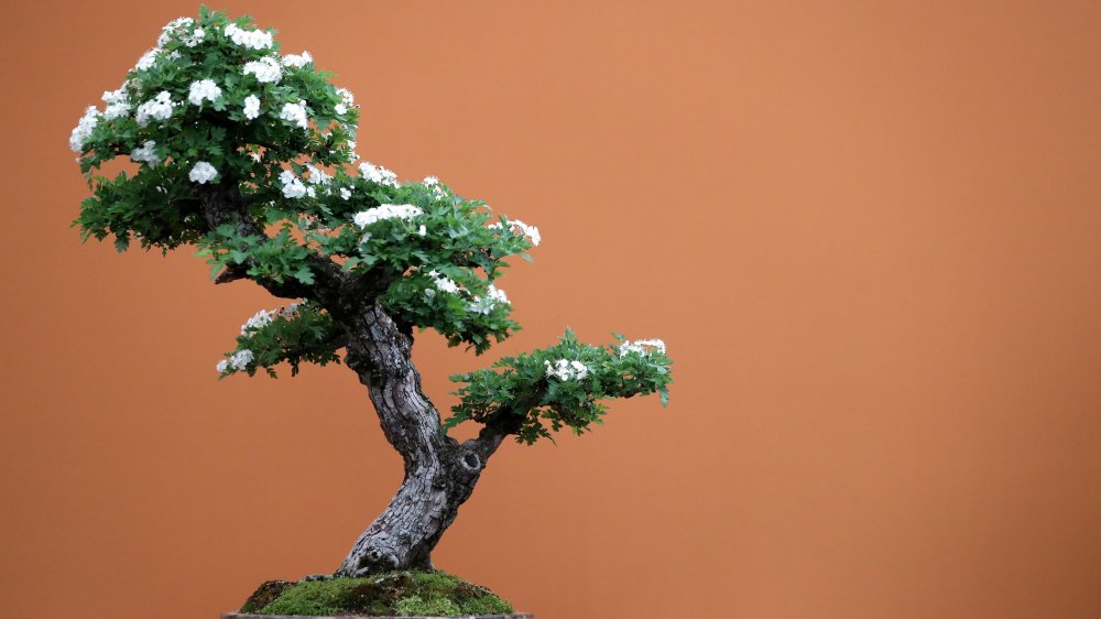 Bonsaï
