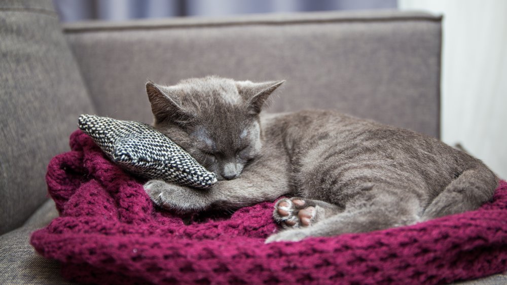 Cat on a cat bed