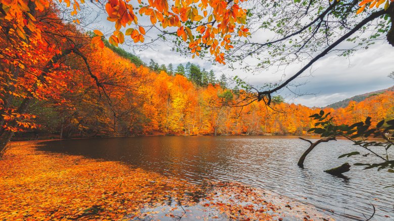 Couleurs des feuilles en automne