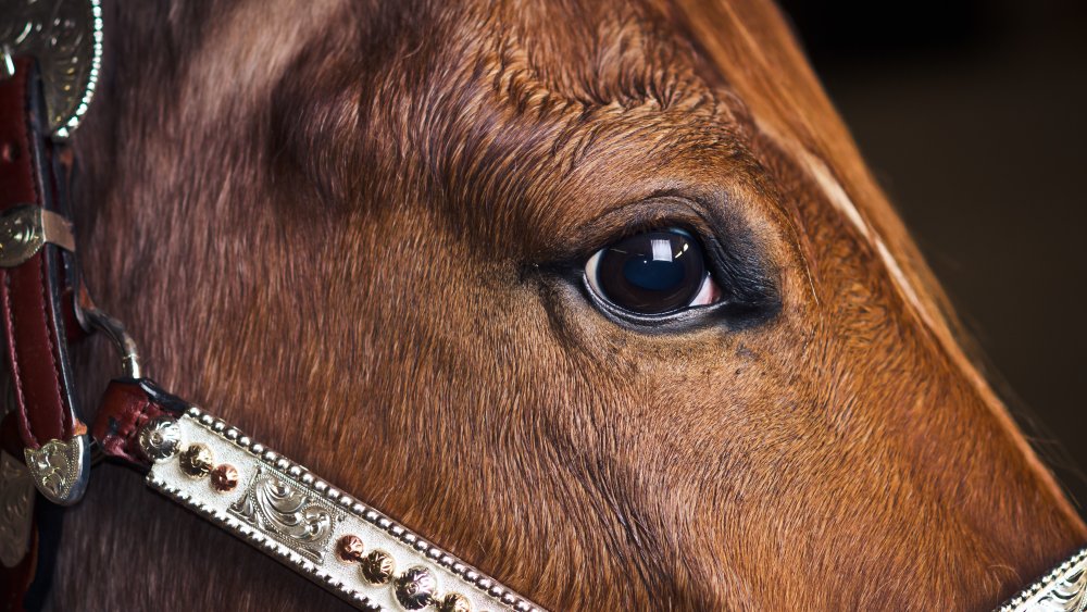 Cheval Green Monkey, animal de compagnie coûteux