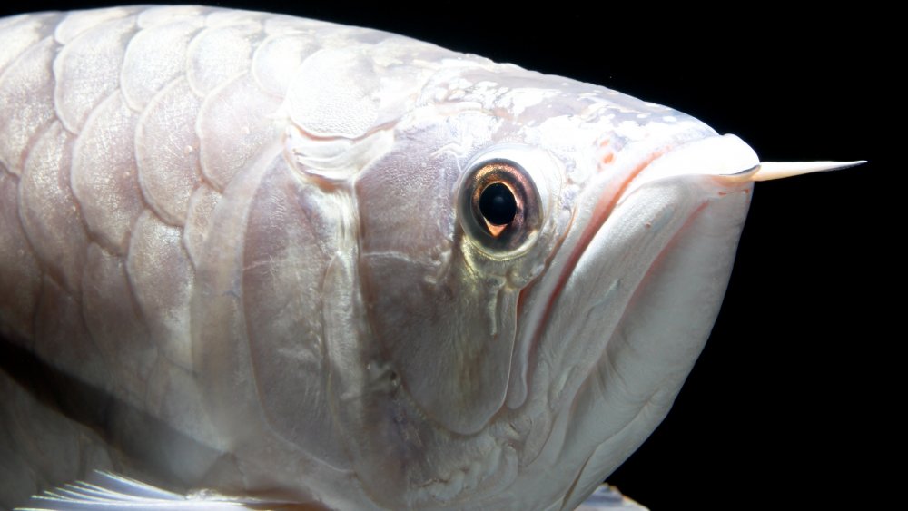 Platinum Arowana, poisson d'aquarium cher