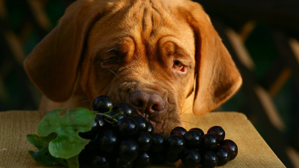 Chien avec des raisins