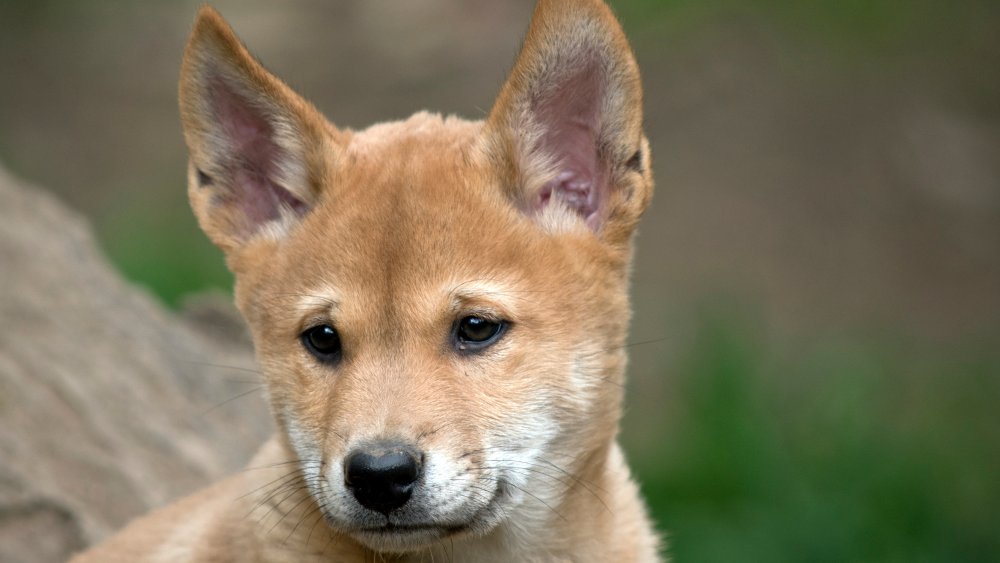 Chiot dingo