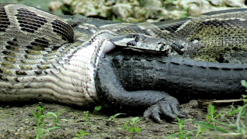 Serpent mangeant un alligator