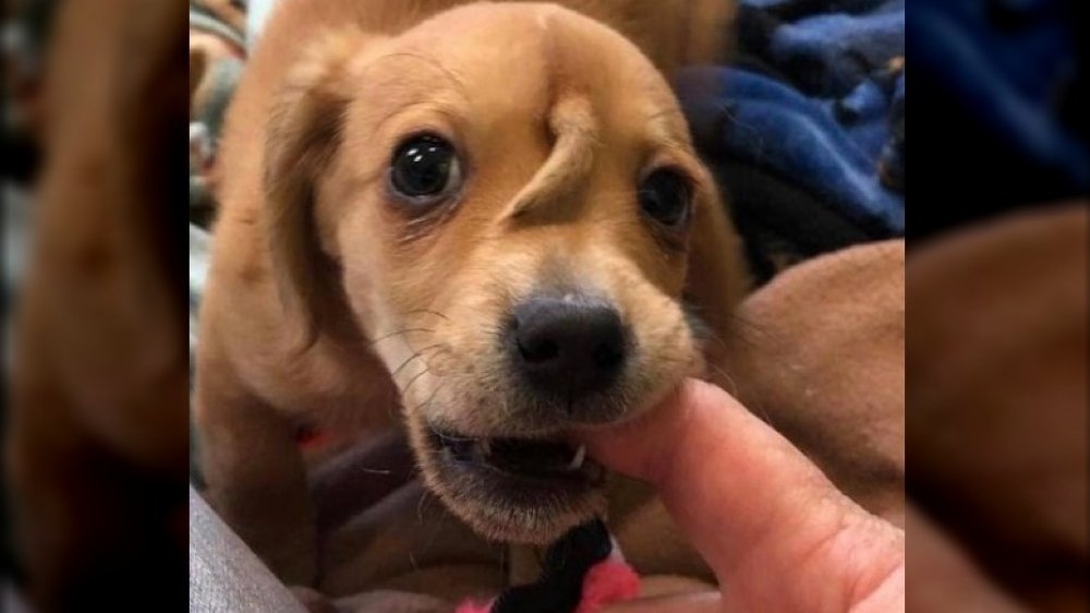 Narwhal, chiot licorne avec une queue sur le front