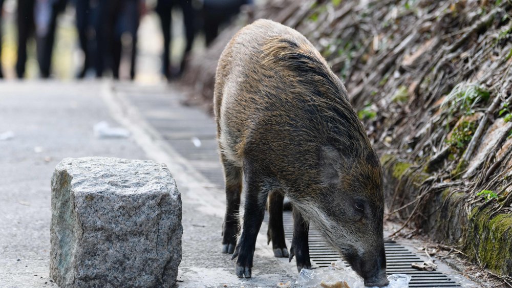 Sanglier reniflant dans la nature
