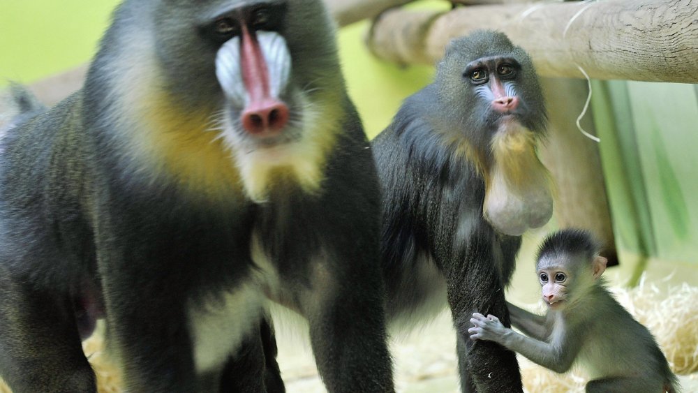 Mandrills