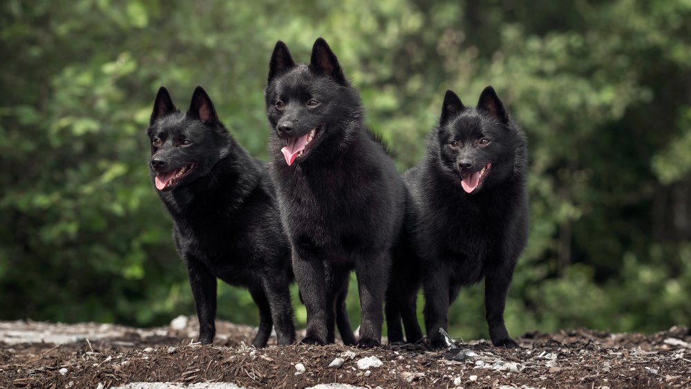 groupe familial de Schipperke