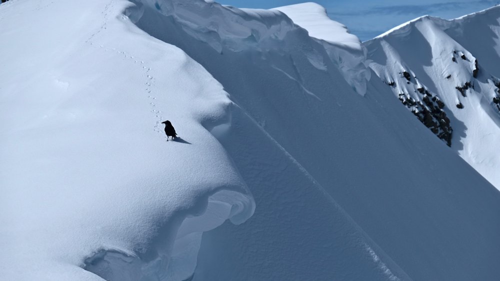 Crow on Mount St. Helens