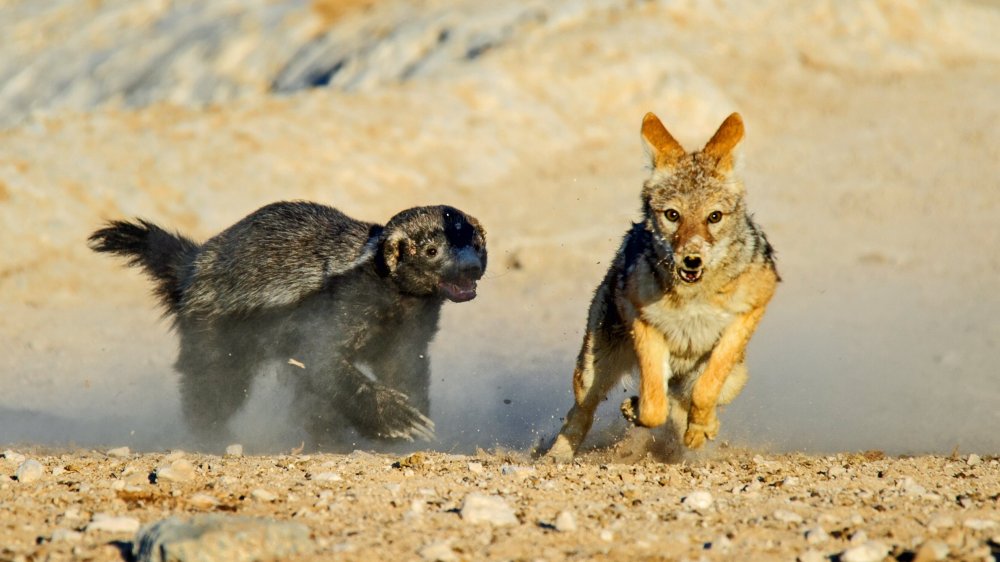 Râtel poursuivant un chacal