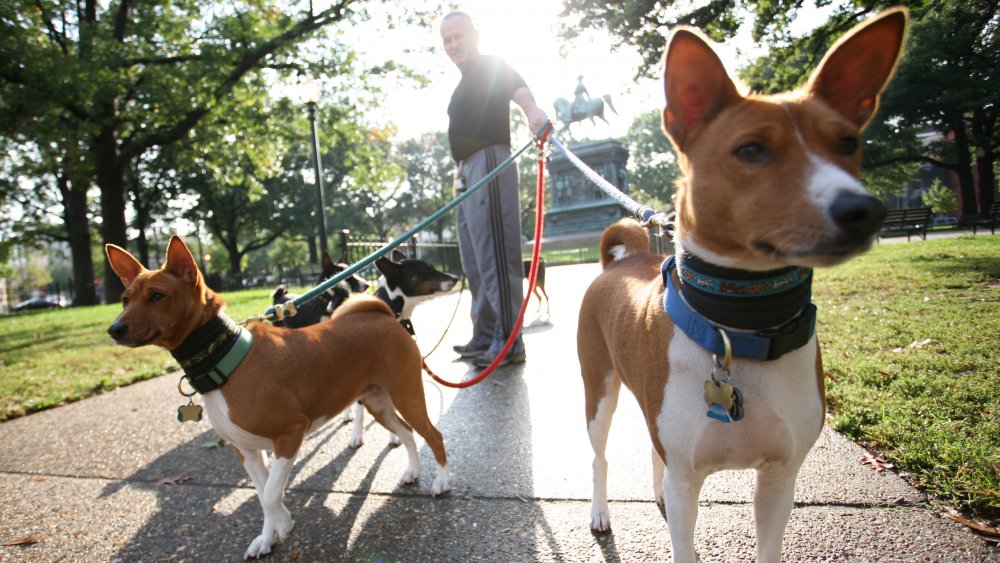 Basenji ancien yodleur