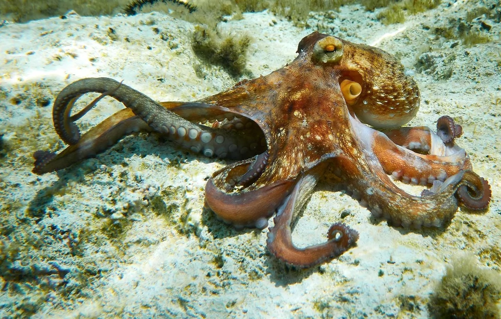 Pieuvre : les secrets d'un camouflage et d'une intelligence uniques