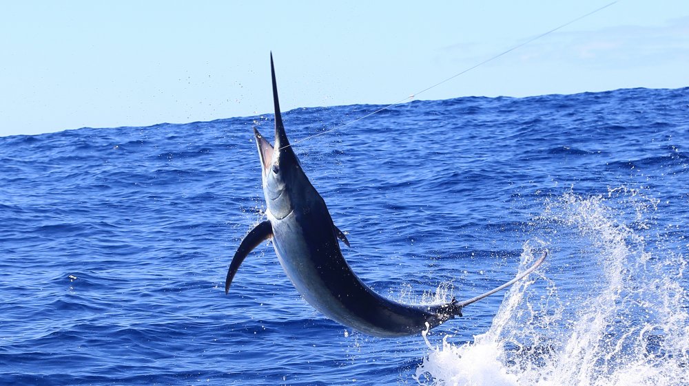 Marlin noir en pleine vitesse dans l'océan