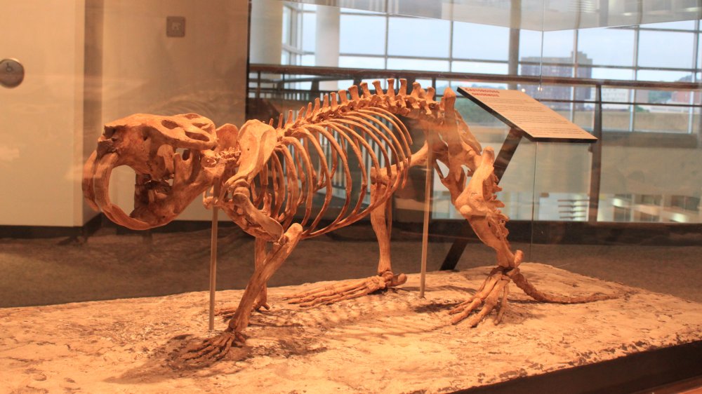 Squelette de castor géant