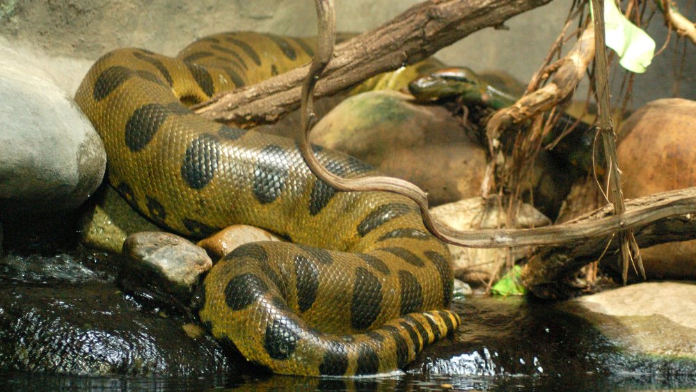 grand anaconda vert