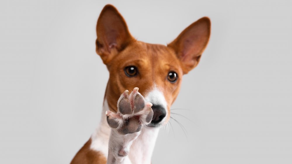 Basenji qui n'aboie pas