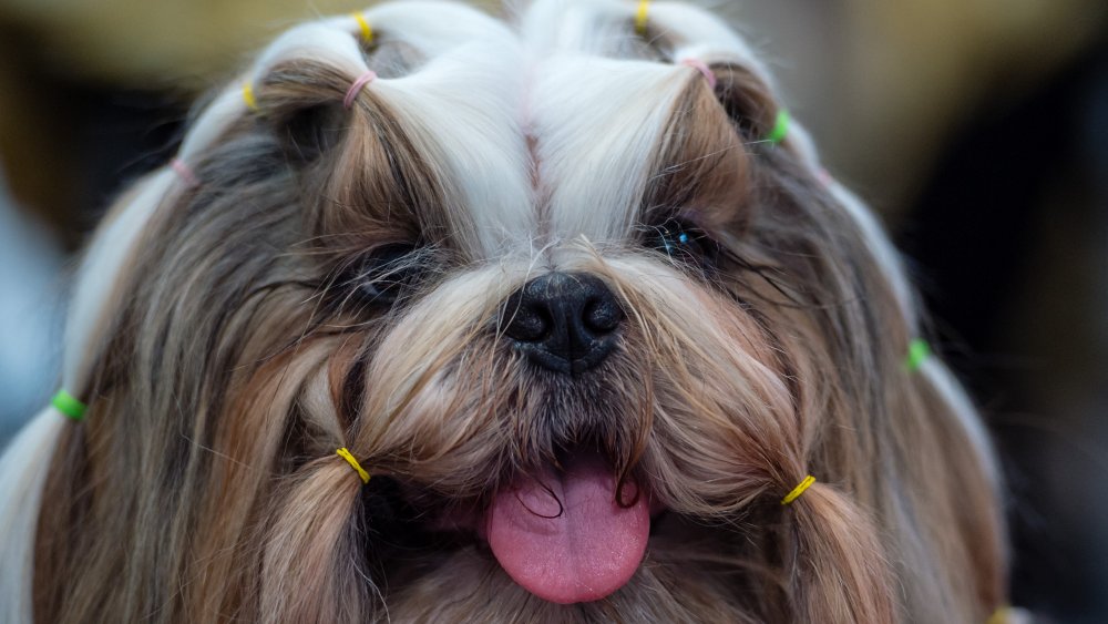 Shih Tzu