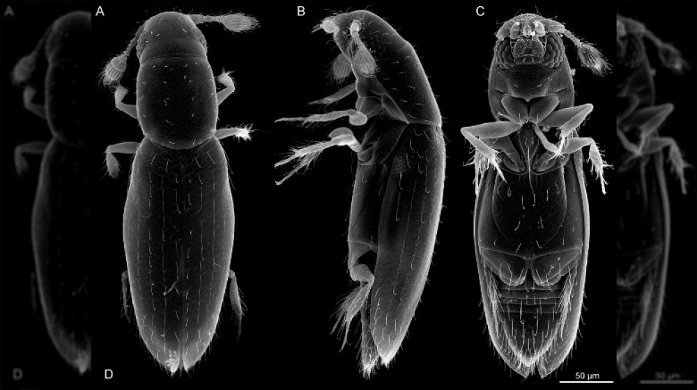 Scydosella musawasensis