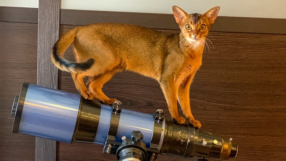 abyssinian