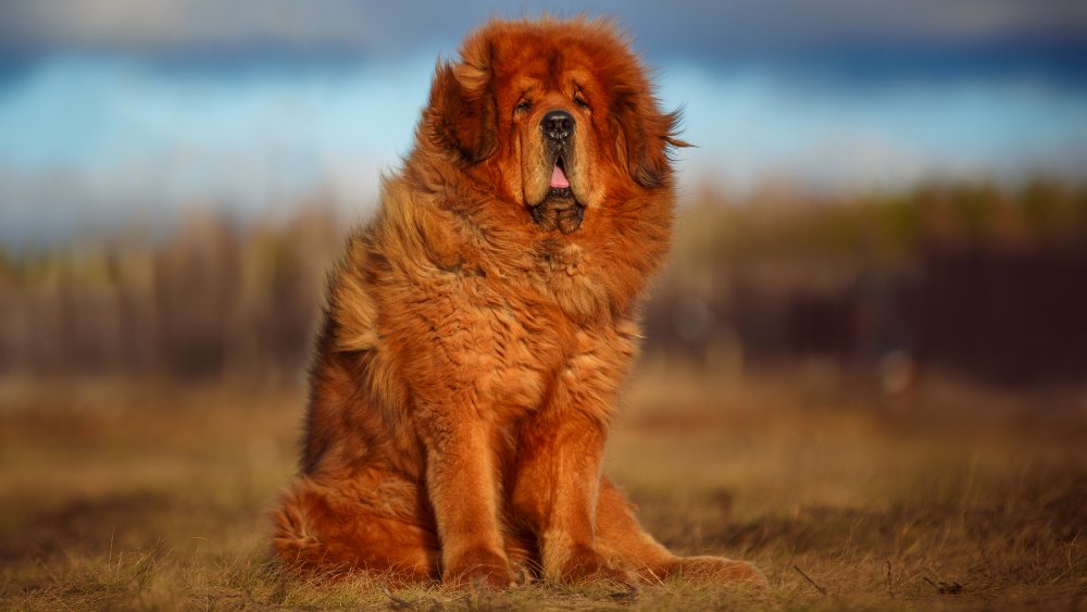 Tibetan mastiff