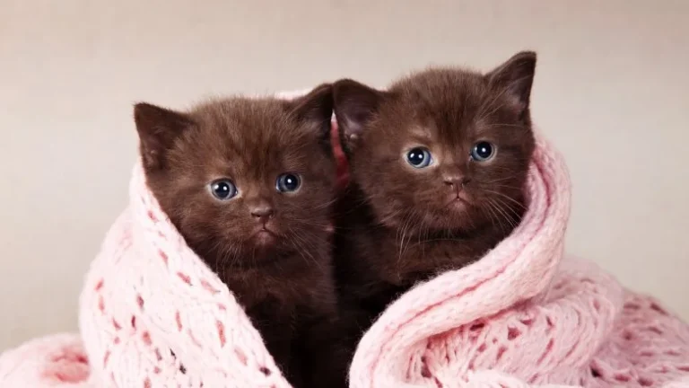 Combien coûte le clonage d&rsquo;un chat ?