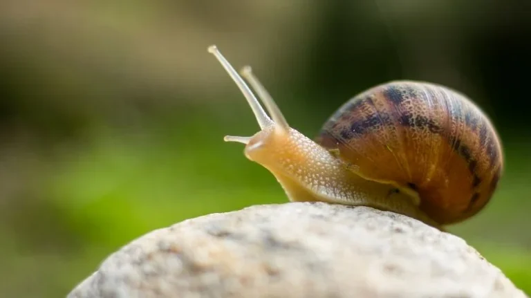Combien de temps dorment vraiment les escargots ?
