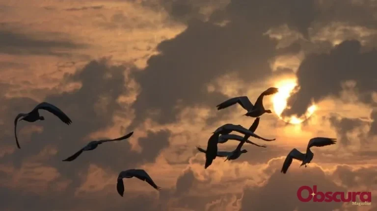 Comment les oiseaux savent où migrer ?