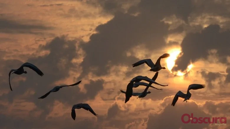 Comment les oiseaux savent où migrer ?