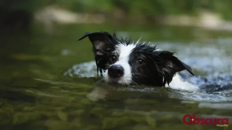 Cyanobactéries : le danger invisible pour nos chiens
