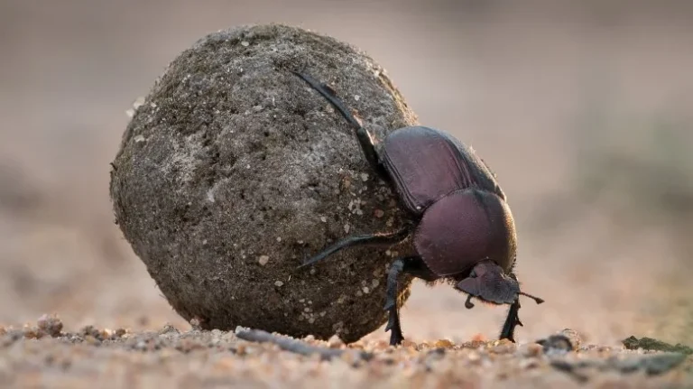 Découvrez le Plus Fort Animal du Monde : Un Petit Mite Étonnant