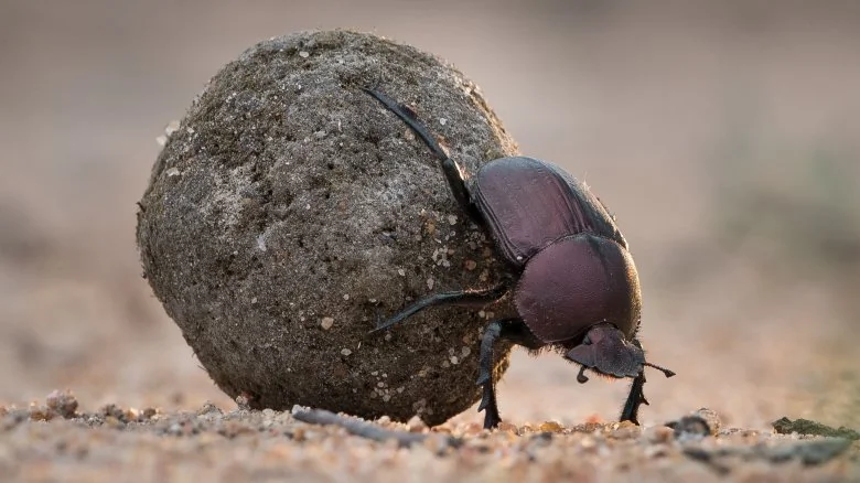 Découvrez le Plus Fort Animal du Monde : Un Petit Mite Étonnant