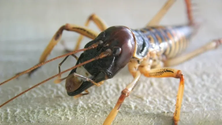 Découvrez le plus grand insecte du monde : le Giant Weta