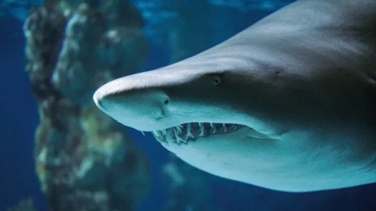 Frapper un requin sur le nez : Mythe ou réalité ?