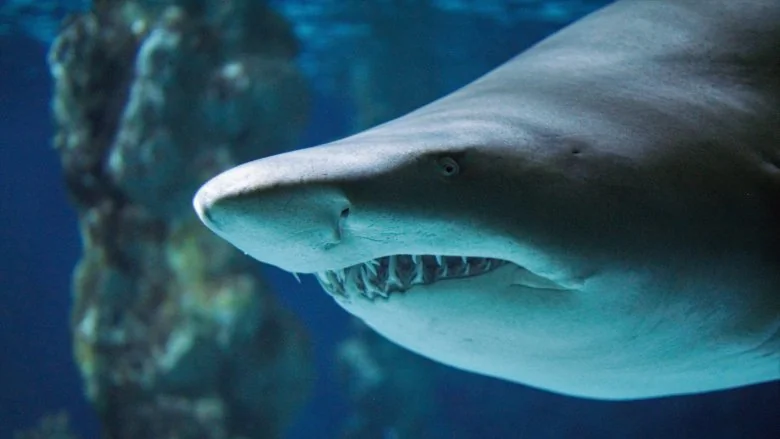 Frapper un requin sur le nez : Mythe ou réalité ?