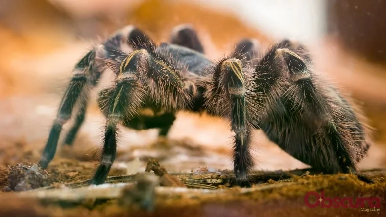 Histoires Terrifiantes de Géantes Araignées : Réalité ou Fiction ?
