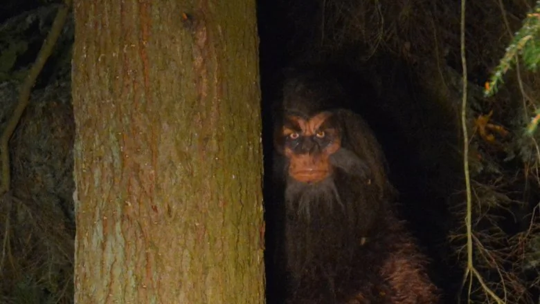 L'Enquête du FBI sur Bigfoot : Ce Qu'ils Ont Trouvé