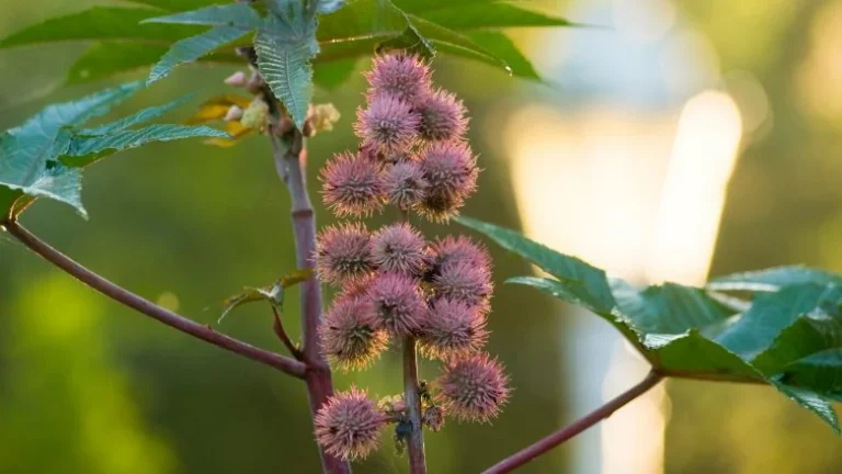 La Plante la Plus Toxicité au Monde : Attention !