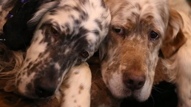 La triste raison de l&rsquo;extinction des races de chiens