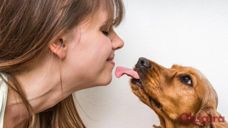 La vérité sur la propreté de la bouche des chiens