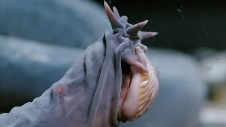 La vérité sur le slime des myxines : un super-héros dégoûtant