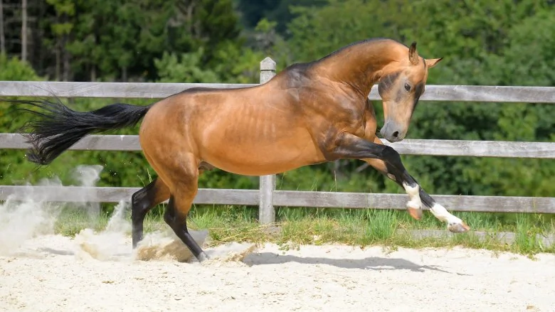 Le Cheval le Plus Cher au Monde : L'Akhal-Teke