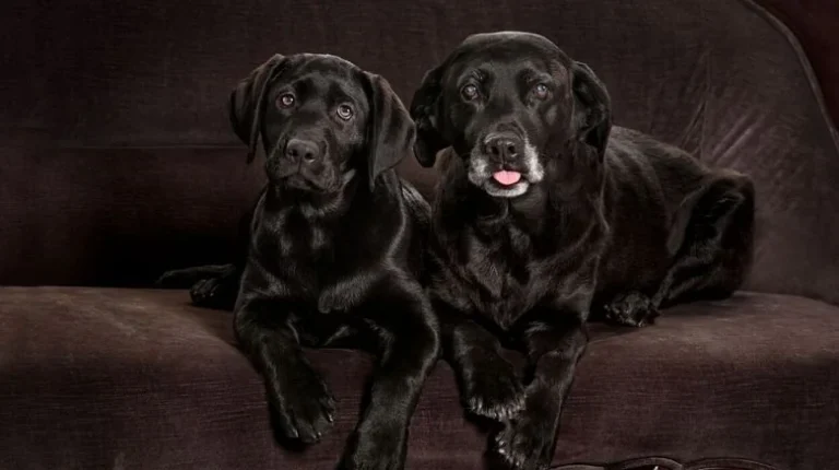 Le Coût de Cloner un Chien : Une Éthique Questionnable