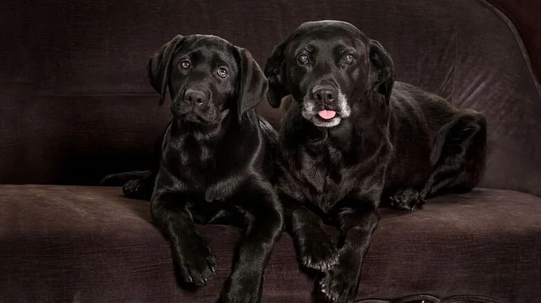 Le Coût de Cloner un Chien : Une Éthique Questionnable