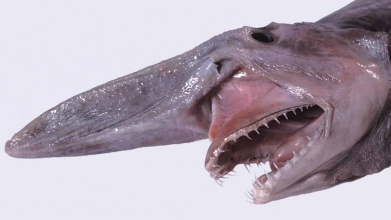 Le Goblin Shark : Une Créature Marine Étrange et Terrifiante