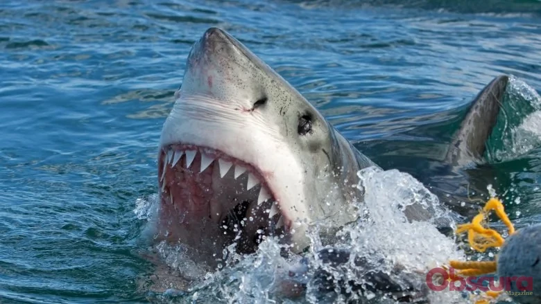 Le Grand Requin Blanc : L'Animal le Plus Dangereux pour l'Homme