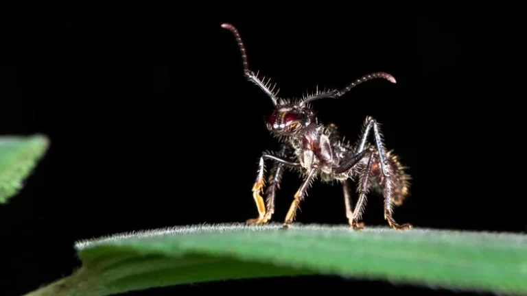 Le Guêpier à Balles : L&rsquo;insecte au Dard le Plus Douleur