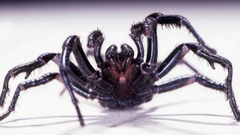 Le Mundo des Araignées: La Plus Dangereuse au Monde
