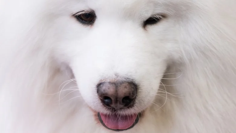 Le Samoyède : la race de chien la plus chère au monde